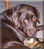 Mocha