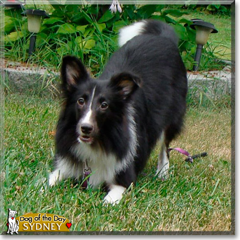 Sydney, the Dog of the Day