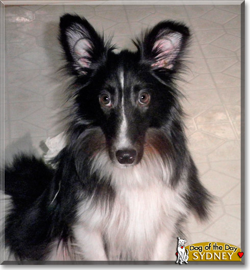 Sydney, the Dog of the Day