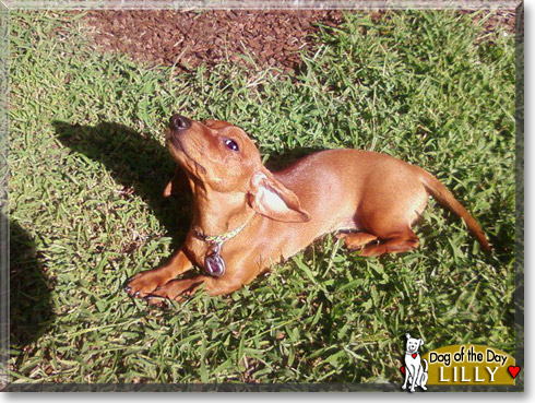 Lilly, the Dog of the Day