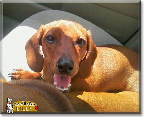 Lilly, the Dog of the Day