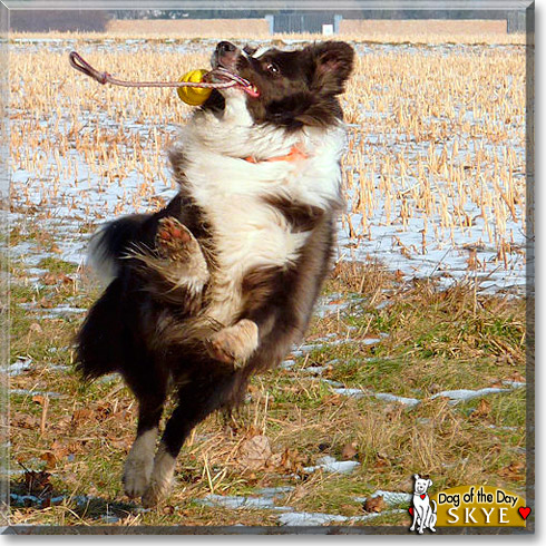 Skye, the Dog of the Day