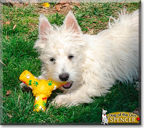 Spencer, the Dog of the Day