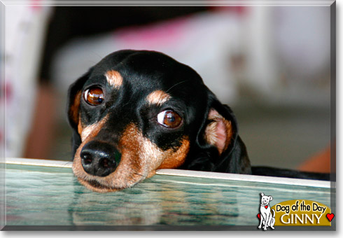 Ginny, the Dog of the Day