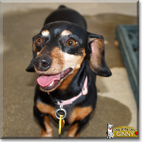 Ginny, the Dog of the Day