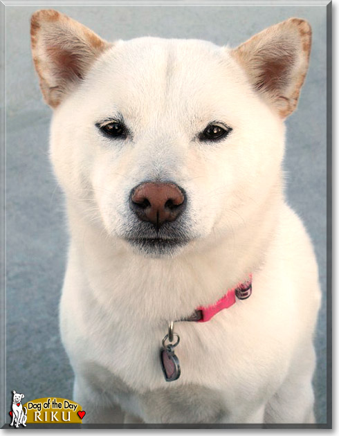 Riku, the Dog of the Day