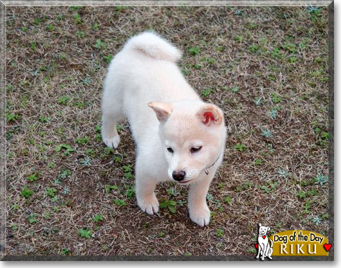 Riku, the Dog of the Day