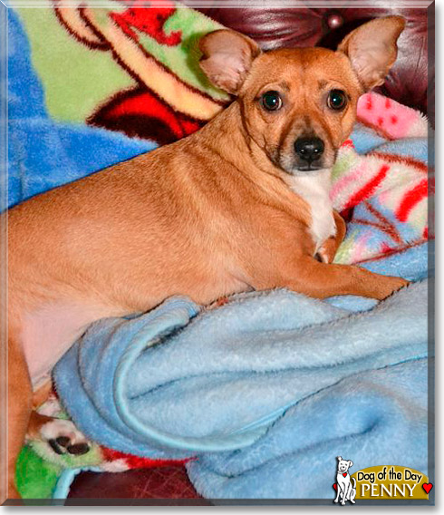 Penny, the Dog of the Day