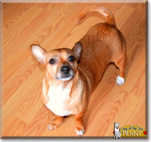 Penny, the Dog of the Day