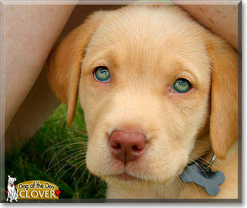Clover, the Dog of the Day
