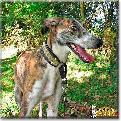 Anna, the Dog of the Day