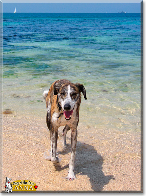 Anna, the Dog of the Day