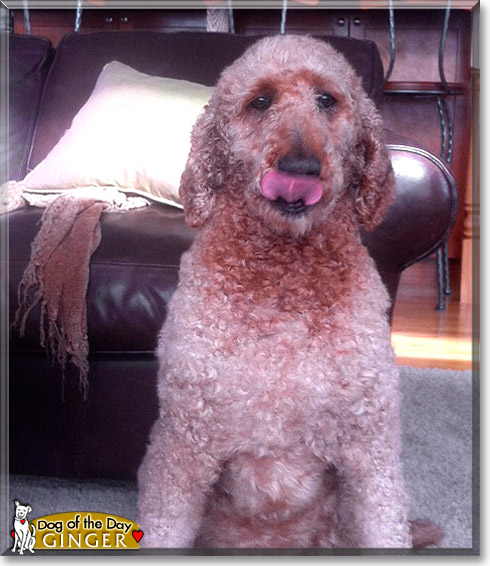 Ginger, the Dog of the Day