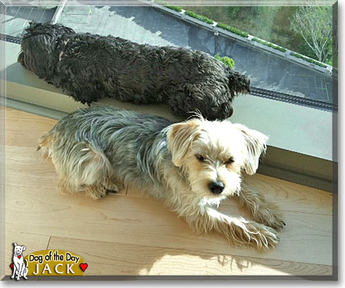 Jack, the Dog of the Day Jack, the Dog of the Day