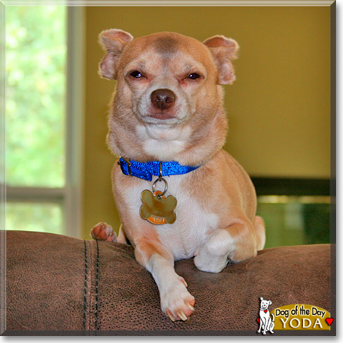 Yoda, the Dog of the Day