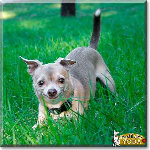 Yoda, the Dog of the Day