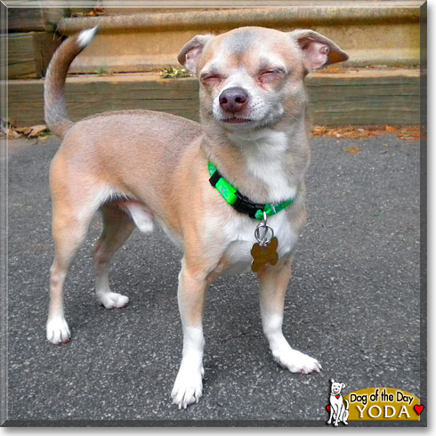 Yoda, the Dog of the Day