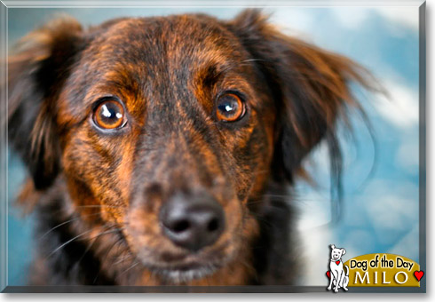 Milo, Ruby, the Dog of the Day Milo, Ruby, the Dog of the Day