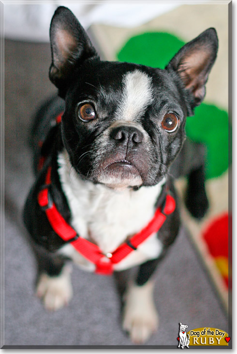 Milo, Ruby, the Dog of the Day Milo, Ruby, the Dog of the Day