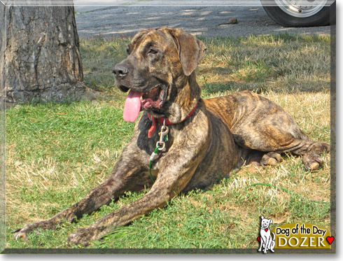 Dozer, the Dog of the Day