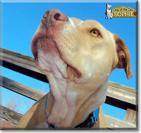 Sophie, the Dog of the Day