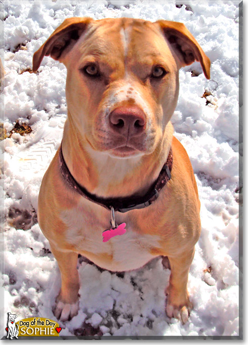 Sophie, the Dog of the Day