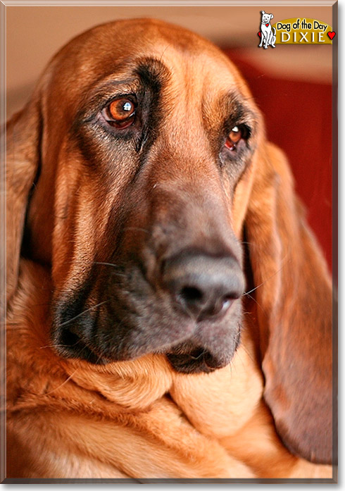 Dixie, the Dog of the Day