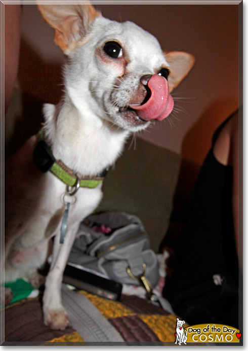 Cosmo, the Dog of the Day