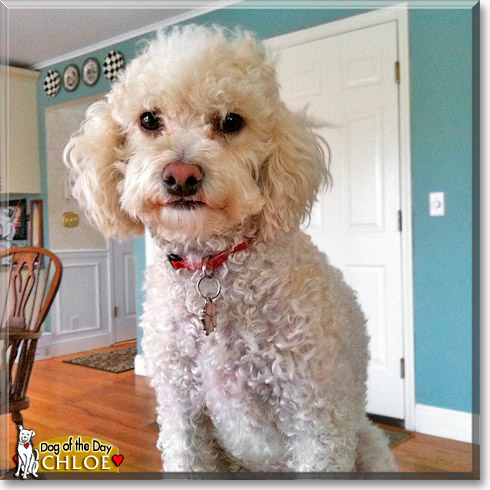 Chloe, the Dog of the Day