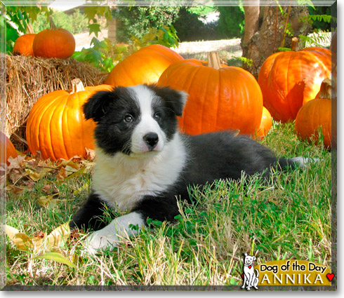 Annika, the Dog of the Day