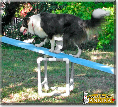 Annika, the Dog of the Day