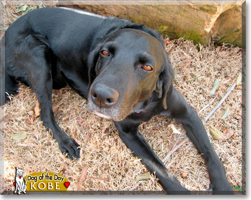 Kobe, the Dog of the Day