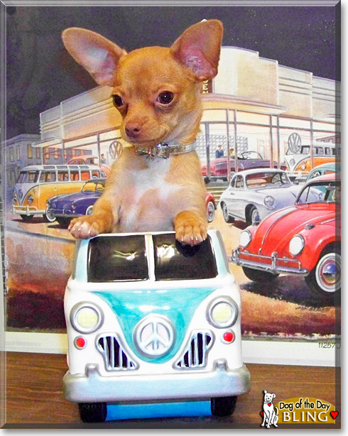 Bling, the Dog of the Day