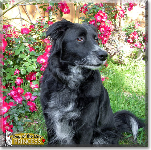 Princess, the Dog of the Day