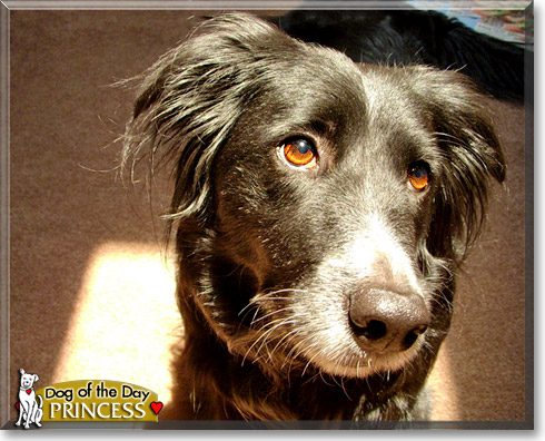 Princess, the Dog of the Day