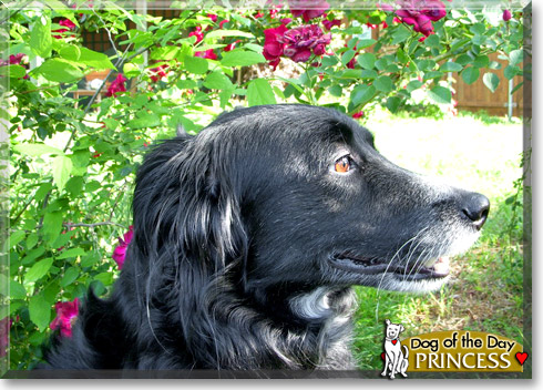 Princess, the Dog of the Day