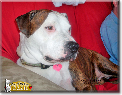 Ozzie, the Dog of the Day