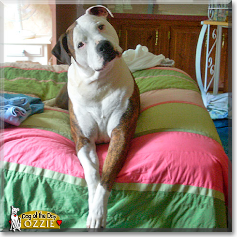 Ozzie, the Dog of the Day