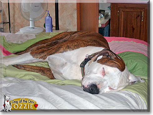Ozzie, the Dog of the Day