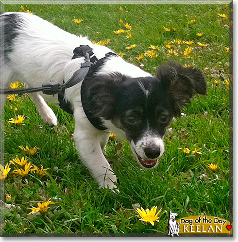 Keelan, the Dog of the Day