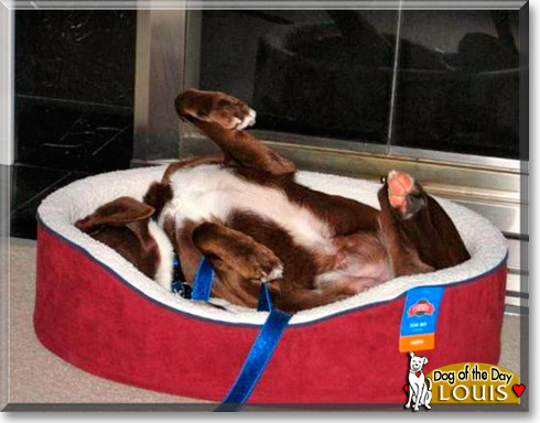 Louis, the Dog of the Day