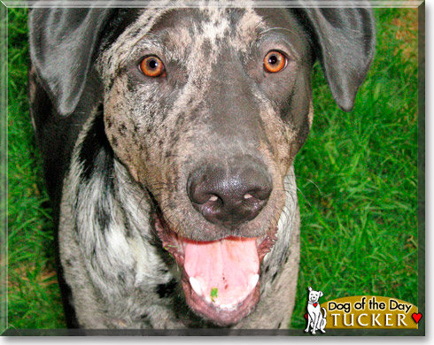 Tucker, the Dog of the Day