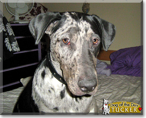 Tucker, the Dog of the Day