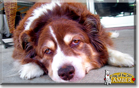 Amber, the Dog of the Day