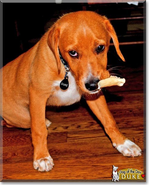 Duke, the Dog of the Day