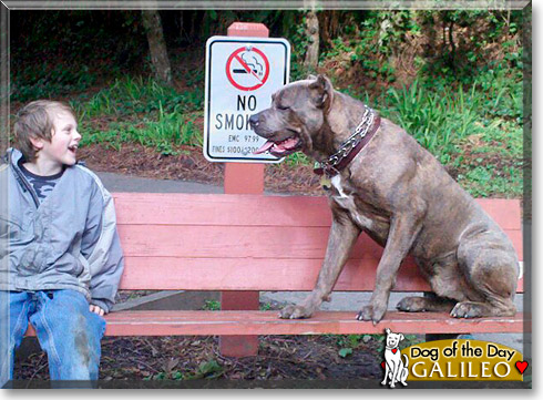 Galileo, the Dog of the Day