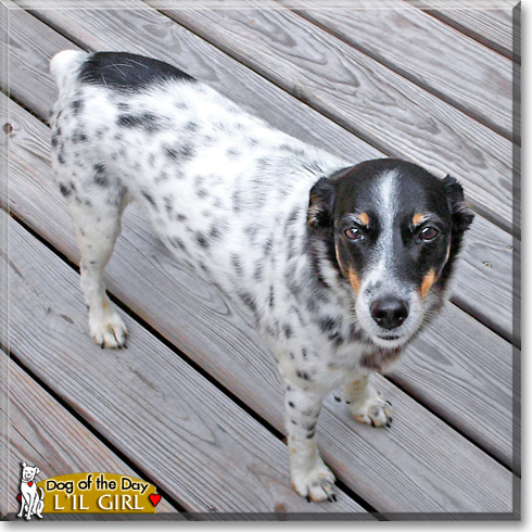Little Girl Dog, the Dog of the Day