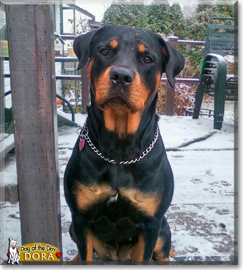 Dora, the Dog of the Day Dora, the Dog of the Day