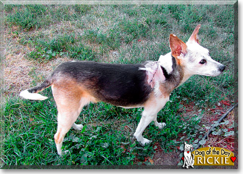 Rickie, the Dog of the Day