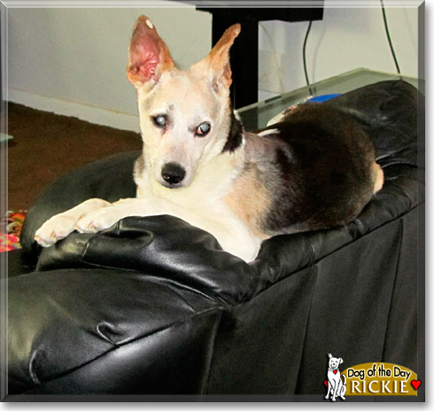 Rickie, the Dog of the Day